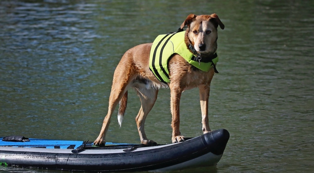 A dog on a paddle board