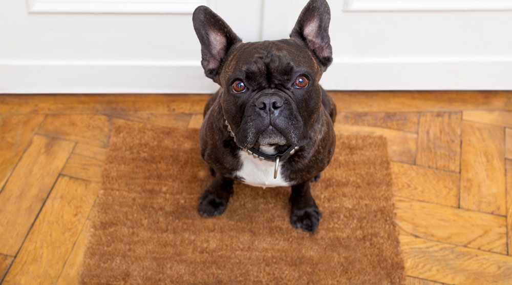 A guide to the best dog doormats
