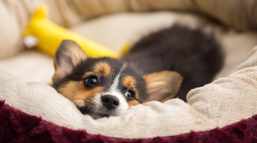 A guide to the best puppy beds