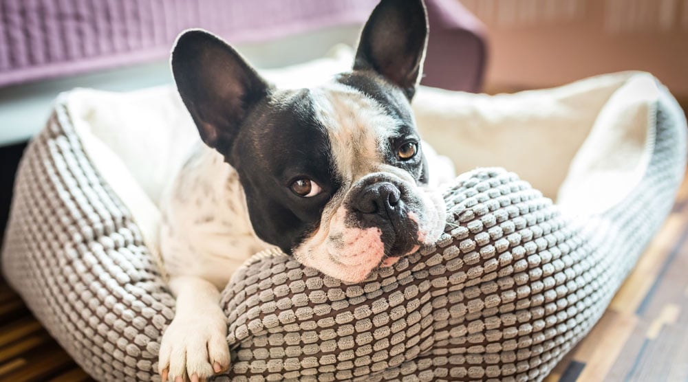 A guide to the best dog bolster beds