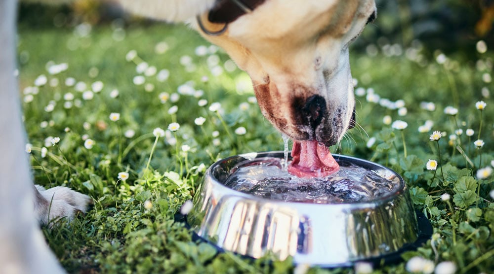 Our guide to the best water dishes for puppies and dogs