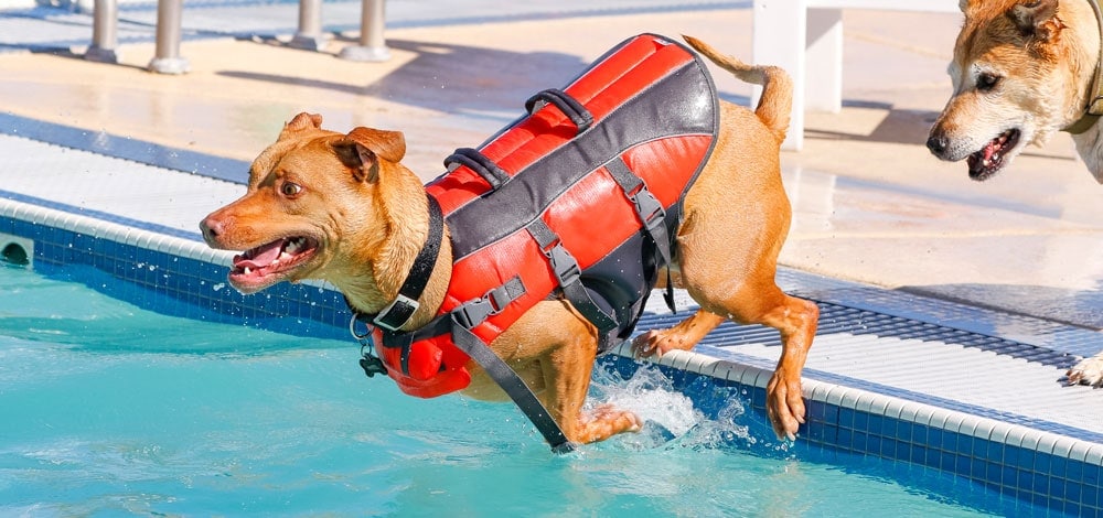 A dog jumping into the pool