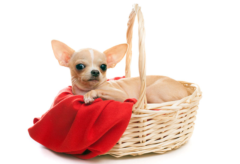 A dog in a basket with a red cloth