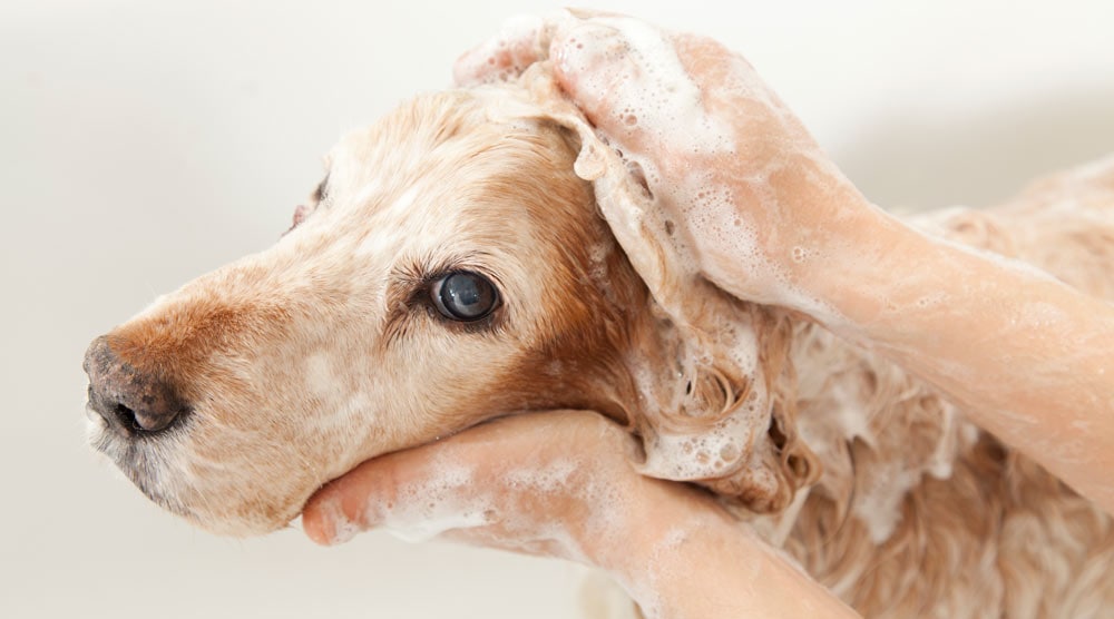 How often to bathe your dog