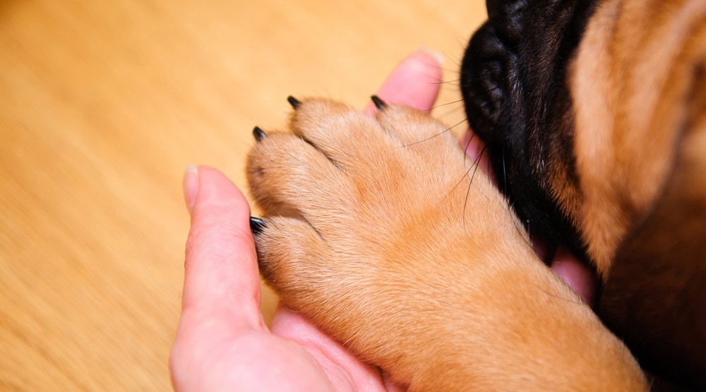 A guide to the best nail grinders for dogs