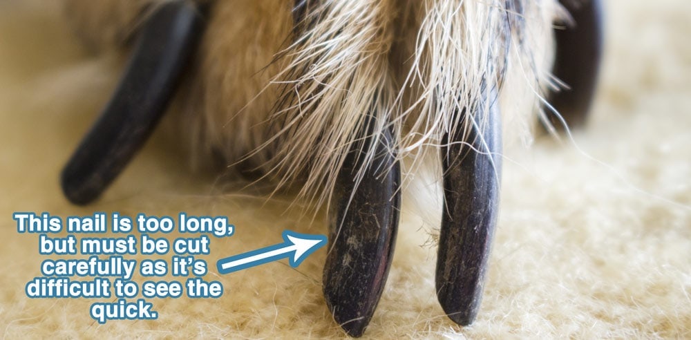 Example of a long dog nail