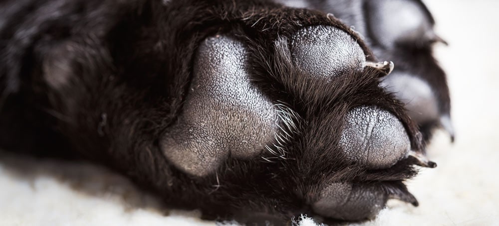 A dogs paw pads are tough, but can still be damaged