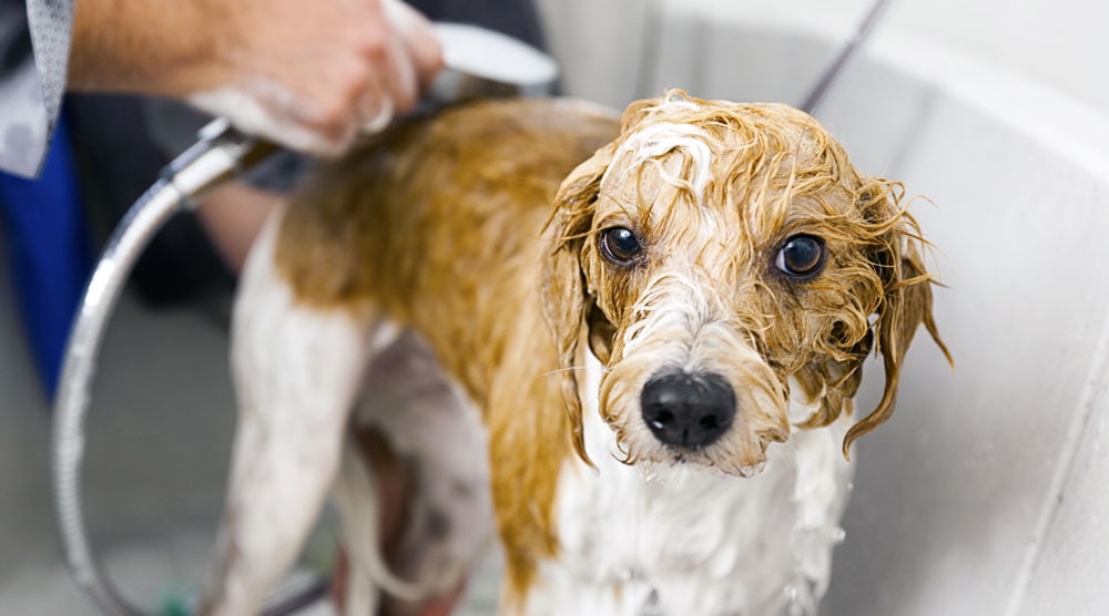 A guide to the best hypoallergenic shampoos for dogs