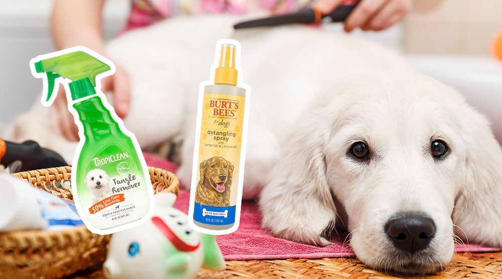 A guide to the best dog detangling sprays