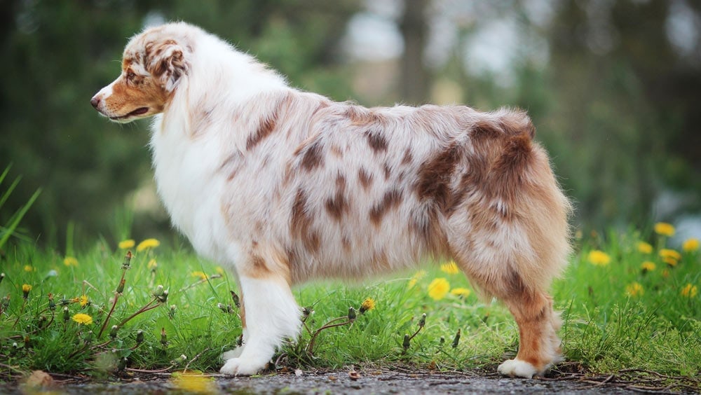 Transportere Ren kontanter 5 Best Brushes for Australian Shepherd [2021]