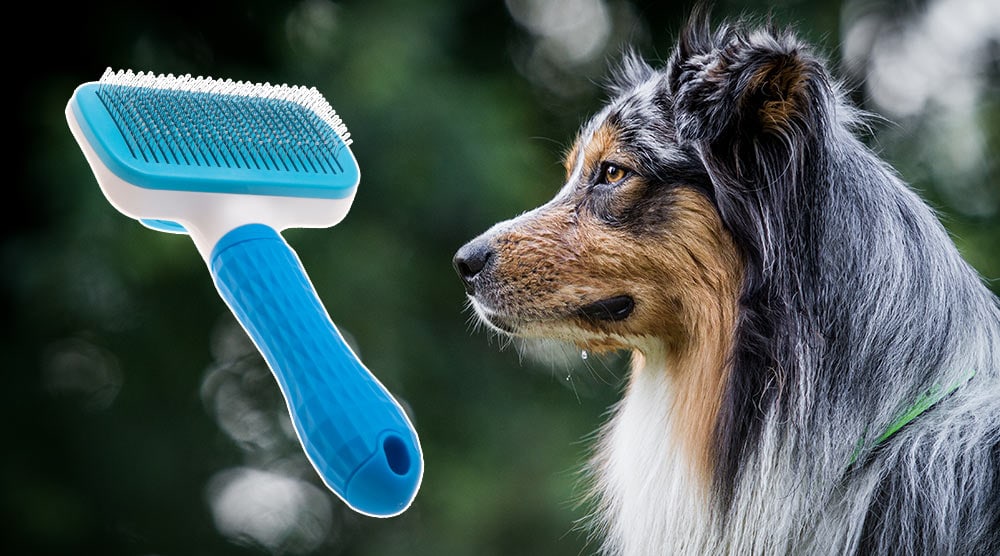 Transportere Ren kontanter 5 Best Brushes for Australian Shepherd [2021]