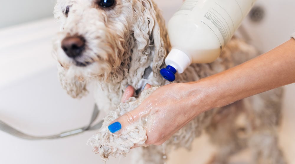 A guide to the best antifungal shampoos for dogs