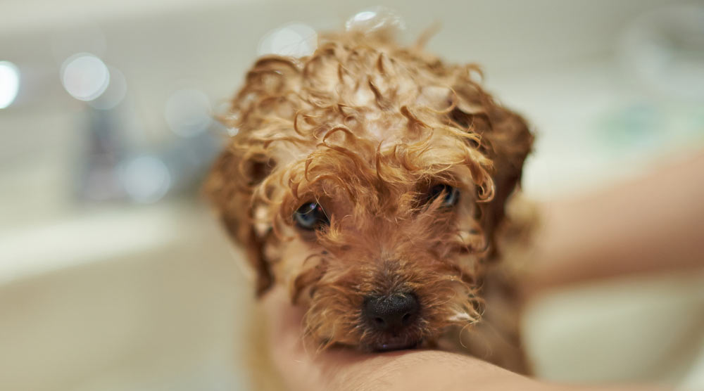 A guide to the best shampoos for puppies