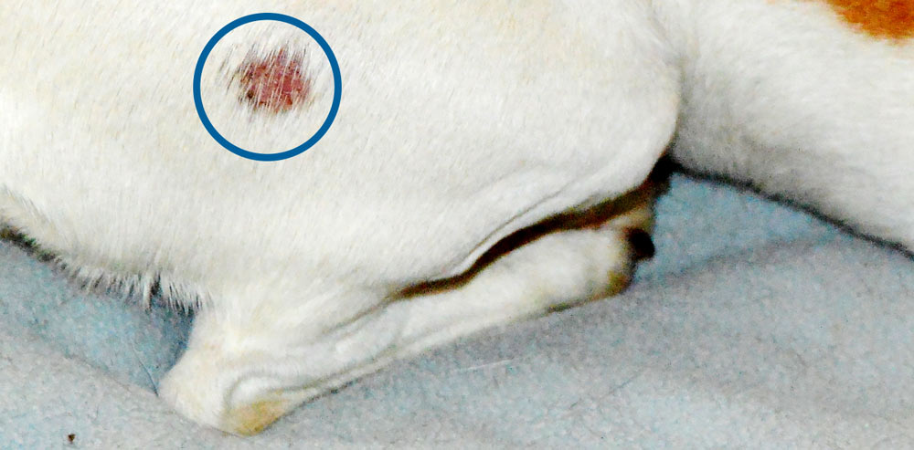 Example of ringworm