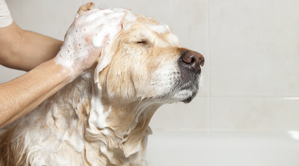 A guide to the best antibacterial shampoos for dogs