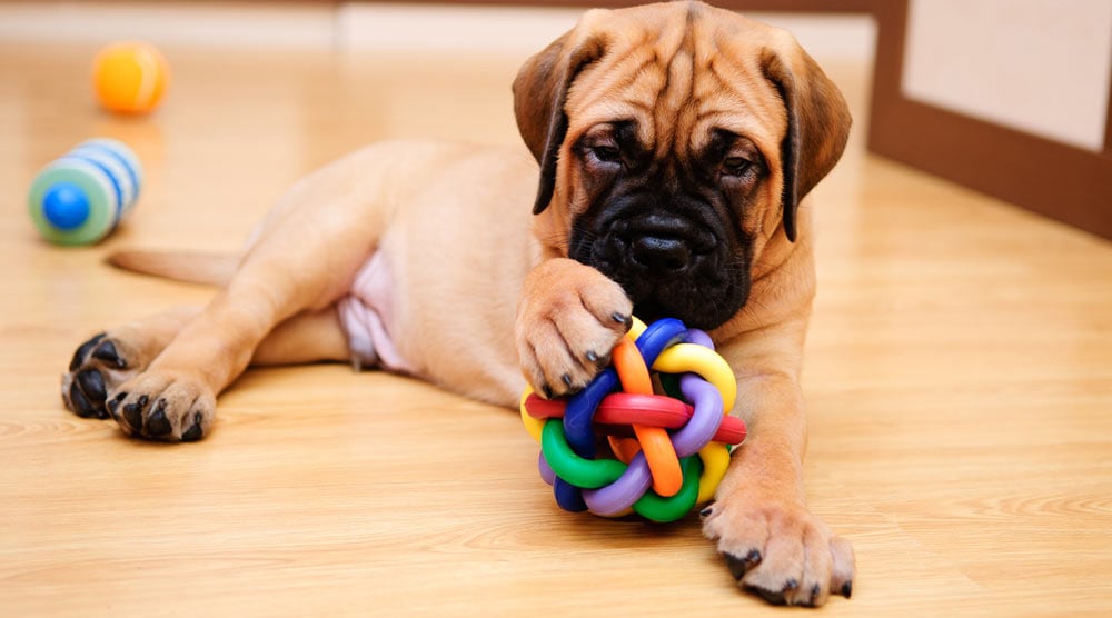 What makes a great dog toy?