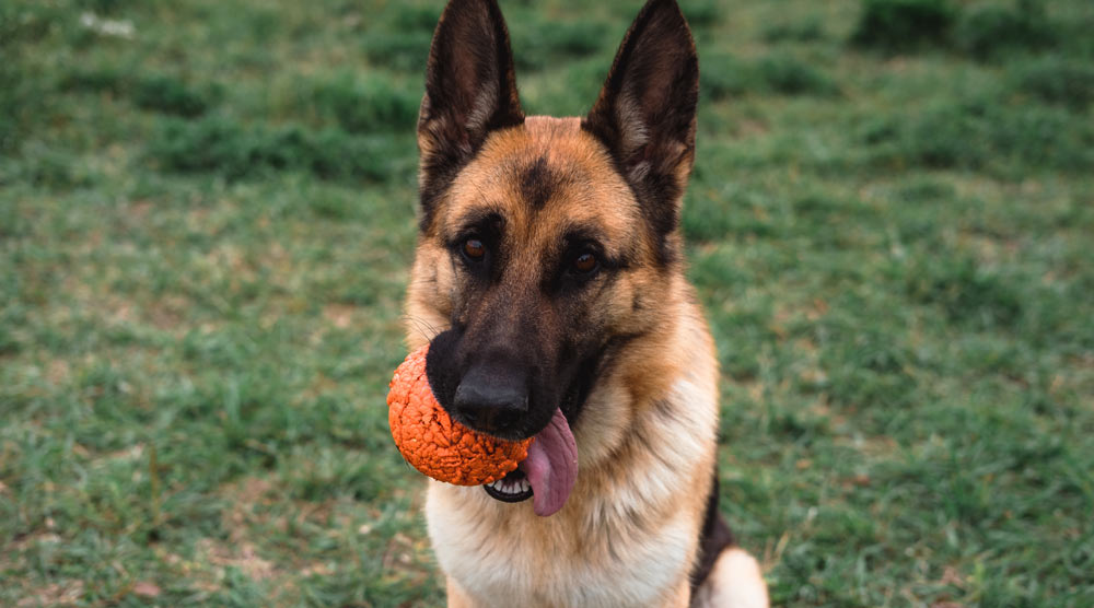 Chew proof dog toys