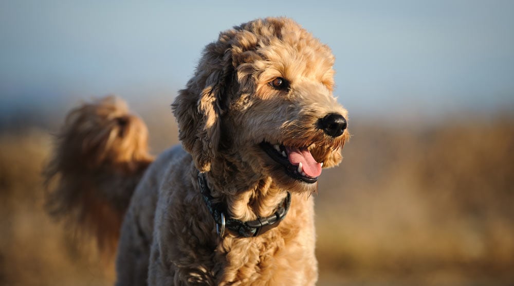 A guide to the best brush for Goldendoodle dogs
