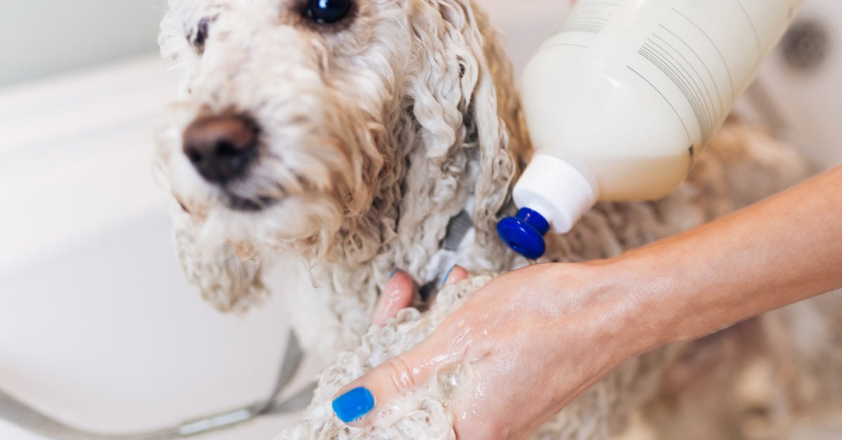 Можно мыть собаку человеческим шампунем. Собака моется. Собаку моют. Вымыть собаку. Этапы мытья собаки.