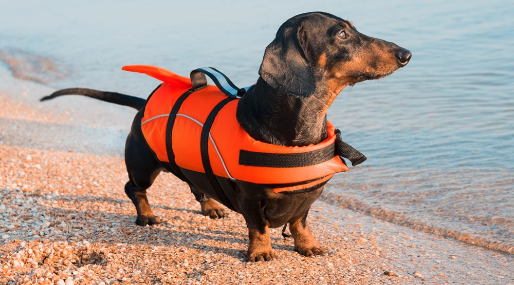 A guide to the best dachshund life jackets