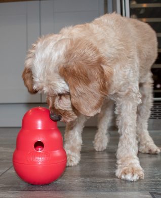 A cute cavapoo with a Kong Wobbler