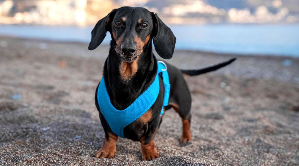 A guide to the best dachshund harnesses