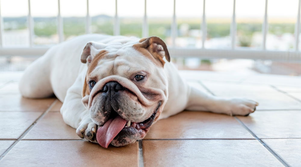 A guide to balcony dog potties