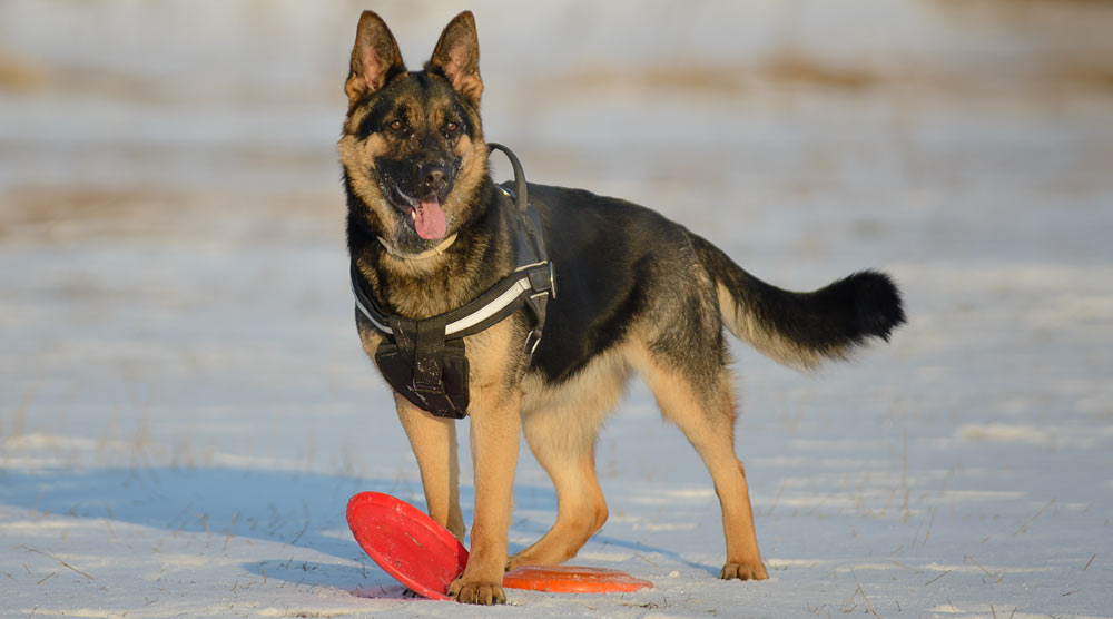 A guide to the best German Shepherd harnesses