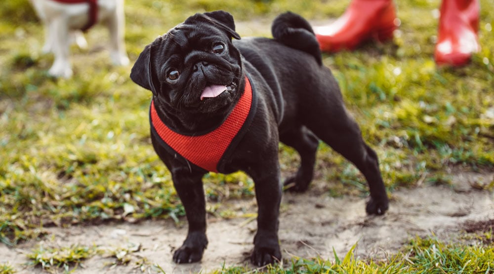 A guide to the best harness for pugs