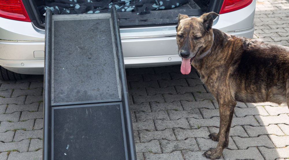 A guide to the best dog ramps for suvs, cars and trucks.