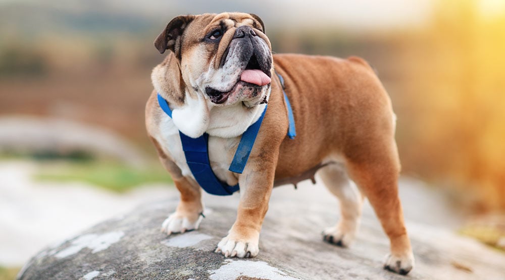 A guide to the best harnesses for English bulldogs