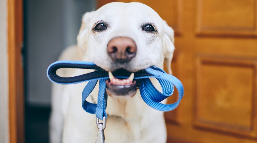 A guide to the best chew proof dog leashes