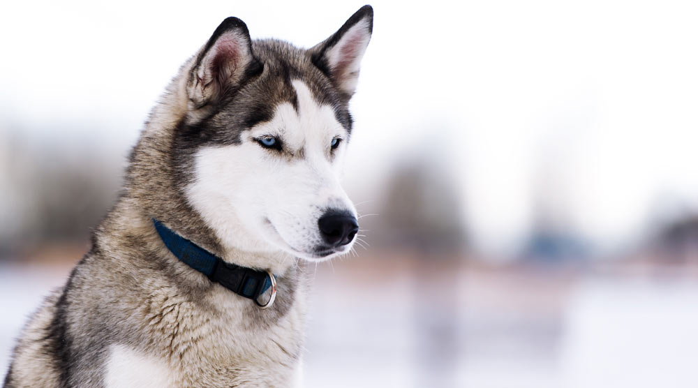 A guide to the best collars for huskies