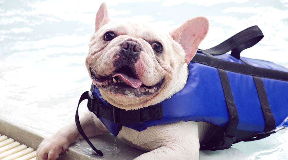 French bulldog life jackets