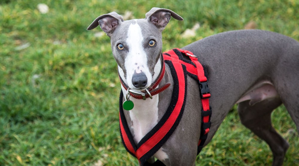 Spook Harness For Greyhounds