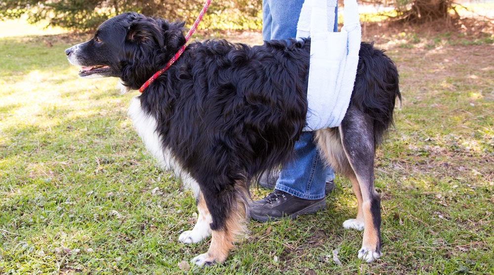 A guide to harnesses and slings for back legs