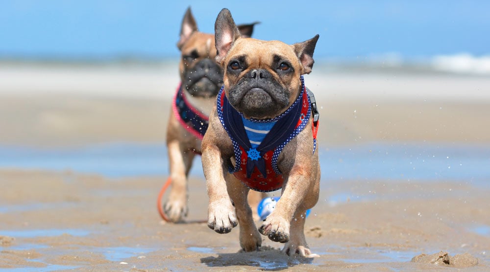 A guide to the best harnesses for French Bulldogs