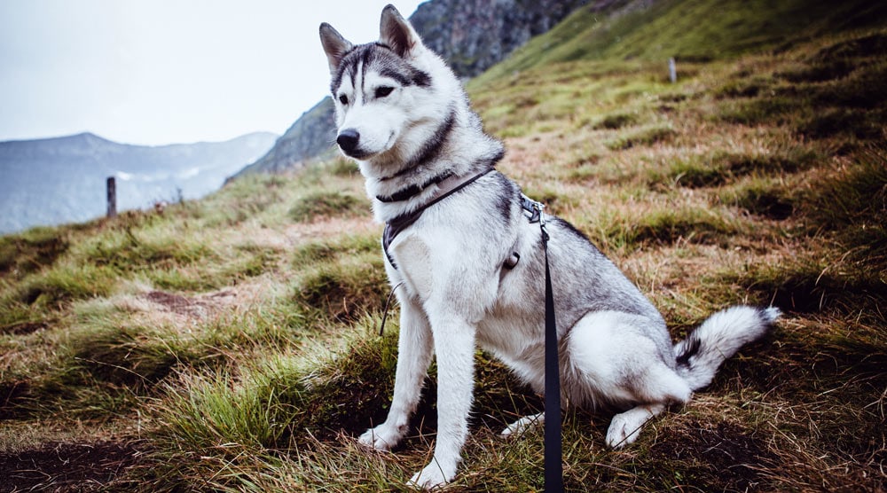 A guide to husky harnesses