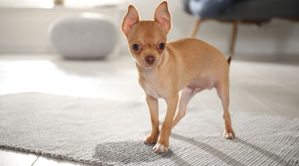 A guide to the best carpet cleaners for old pet pee