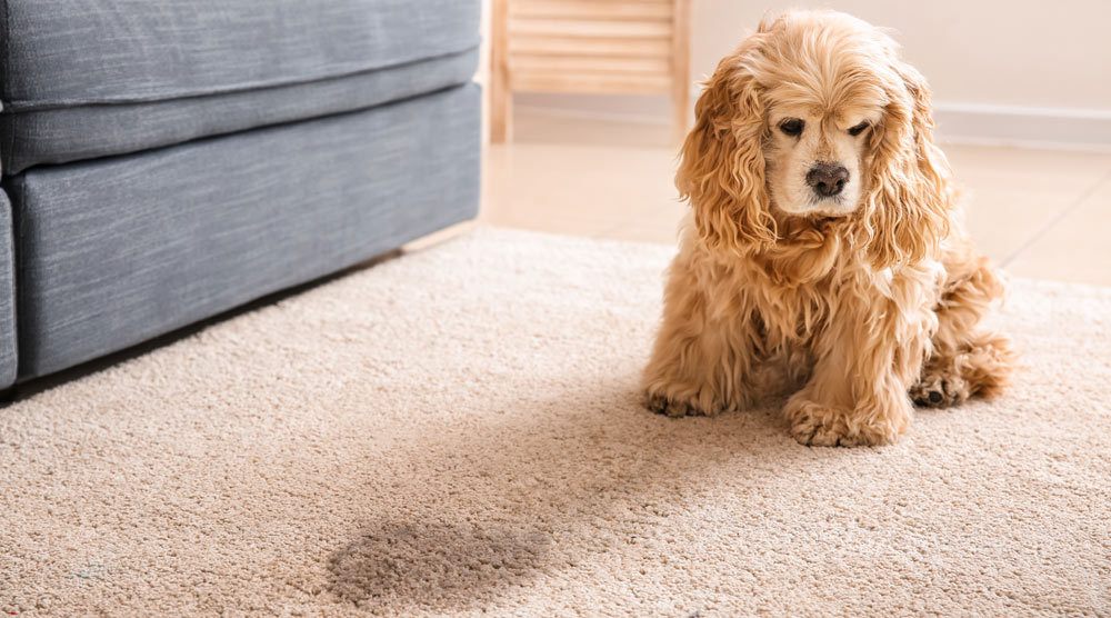A complete guide to the best pet stain remover for your home