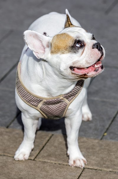 Frenchie Bulldog looking up on pavement