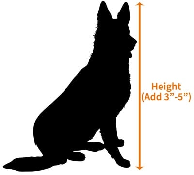 Measuring the height of a German Shepherd for a crate