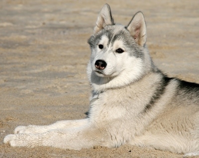 Dog laying on sand