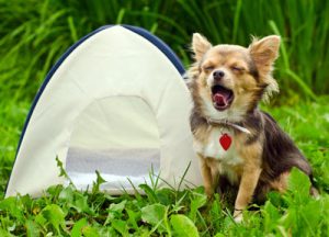 A dog yawning by a tent