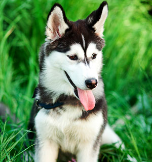 A picture of a Husky puppy in grass