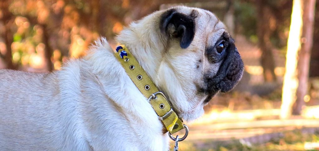 A pug dog wearing a yellow collar