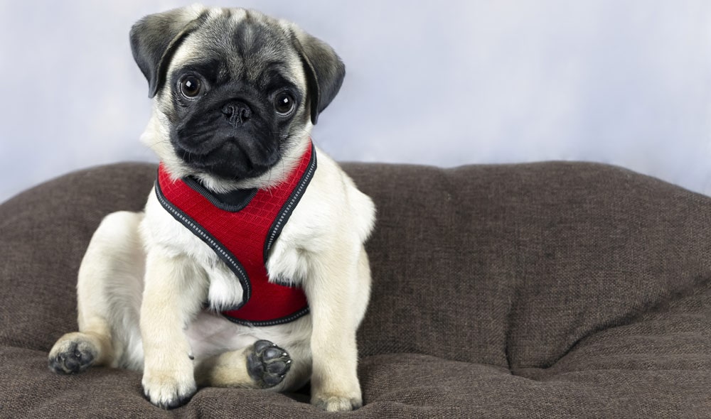 A pug puppy wearing a harness and sitting on a sofa