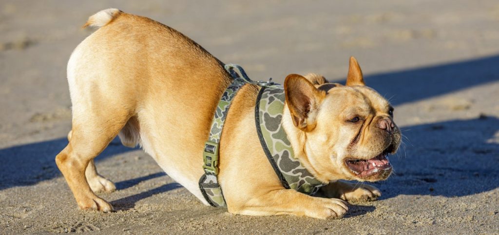 A dog playing in the sand wearing a French Bulldog harness