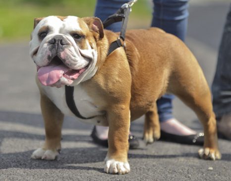 A bulldog puppy on a leash