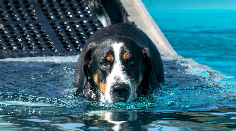 Best above Ground Pool Steps for Dogs 